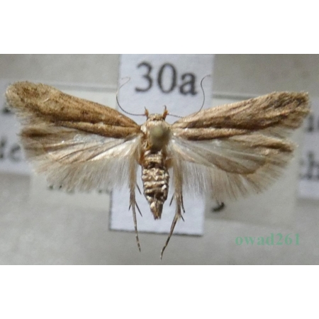 Bryotropha terrella (Denis & Schiffermüller, 1775) Czech30a